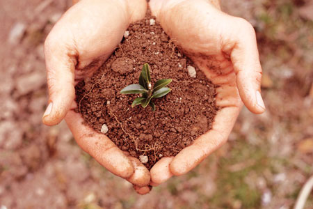 Handful of Dirt