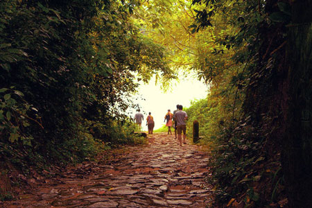 Path Through Forest